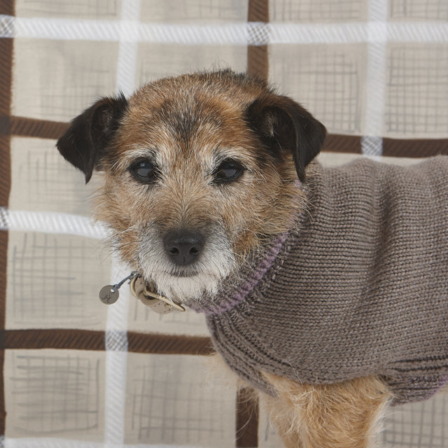 ネッシーの捜索