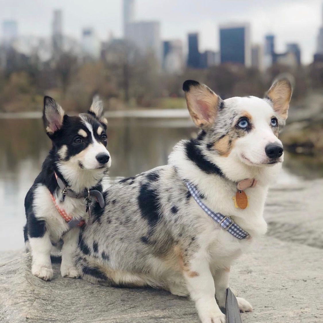 LaMonte 狗狗絎縫四季被寢具組- 棉被組| 酷澎, image size:1125x1125