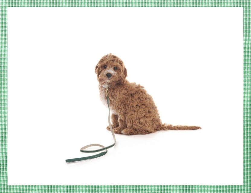 https://mungoandmaud.com/cdn/shop/files/Mungo-and-Maud-Luxury-Dog-and-Cat-Outfitters-New-Bonbon-Collar-and-Lead-Angelica-Green-January-2024_832x640.jpg?v=1704219582