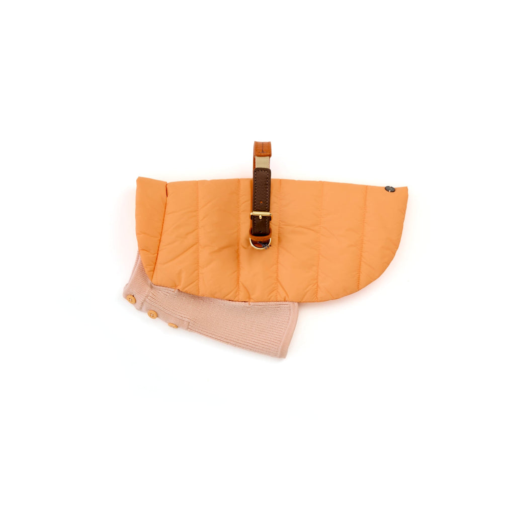 Mungo & Maud Luxury Dog & Cat Outfitters Bauhaus Leather Dog Collar Orange Brown Beetle Dog Coat Orange