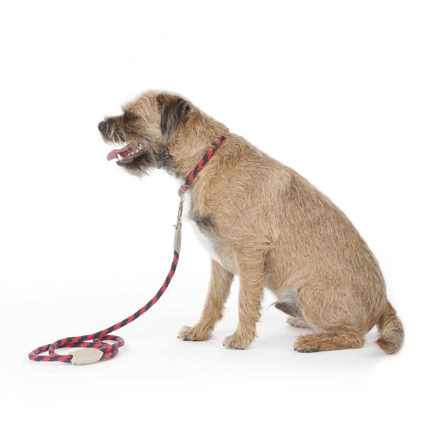 Rock Candy Rope Dog Lead Parrot | Mungo & Maud